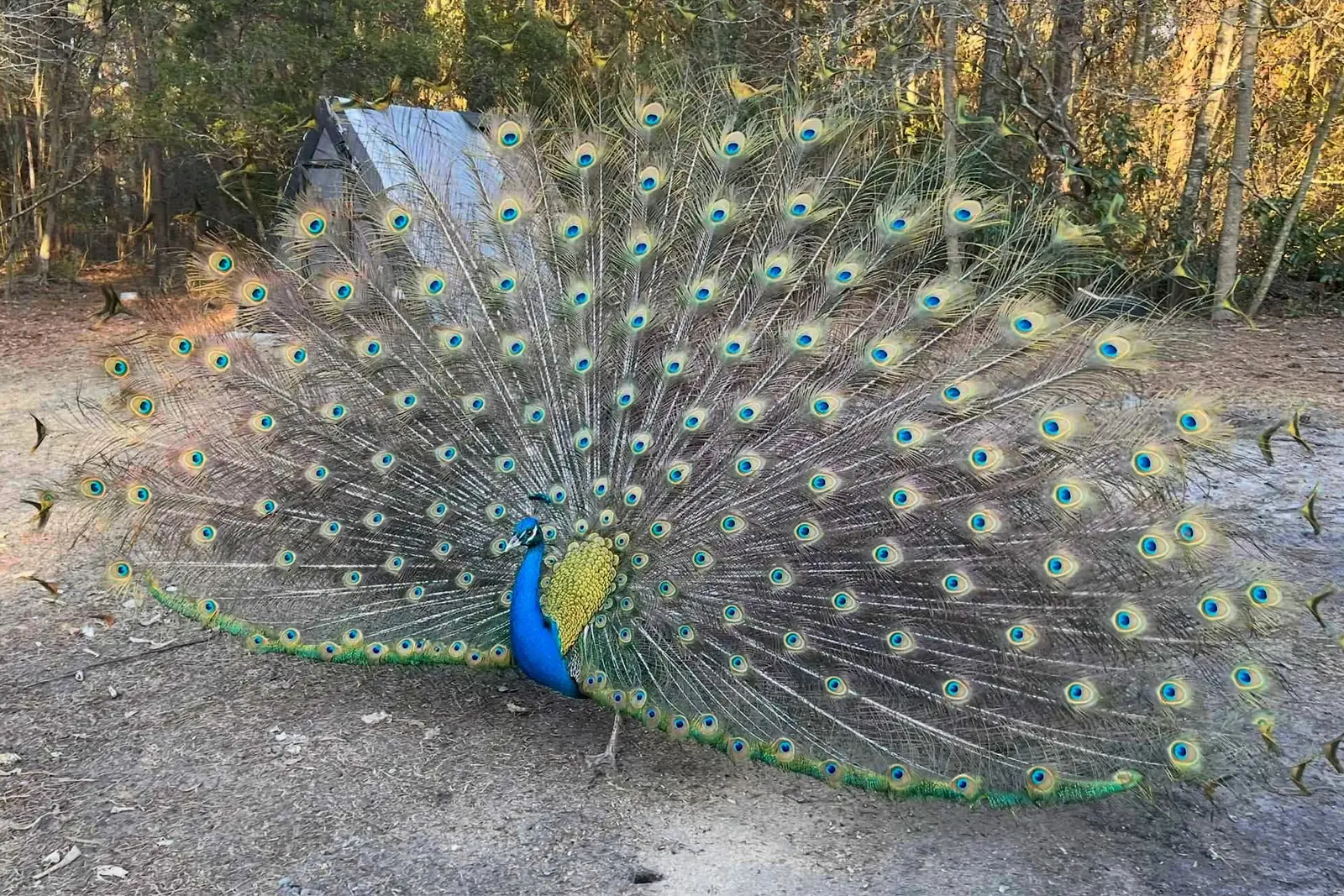 Blue peacock with tail feathers fanned out at Peacock Acres farm