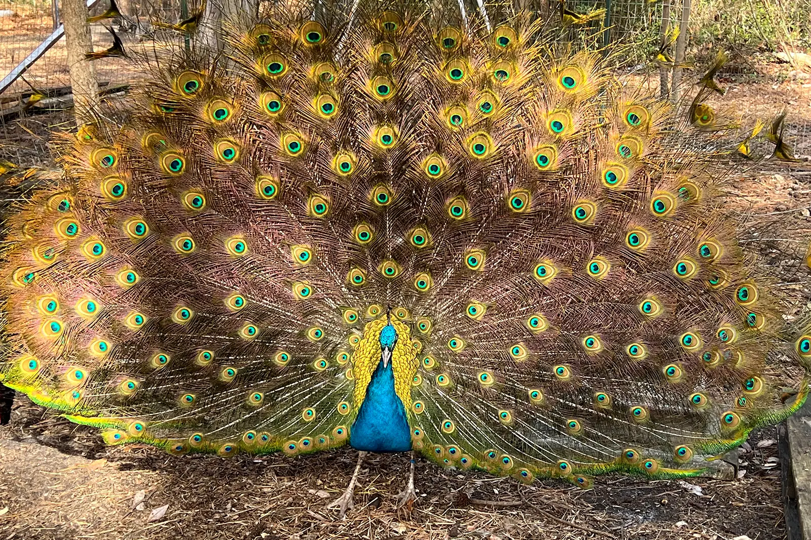 Blue peacock in full colorful display near the pen at Peacock Acres