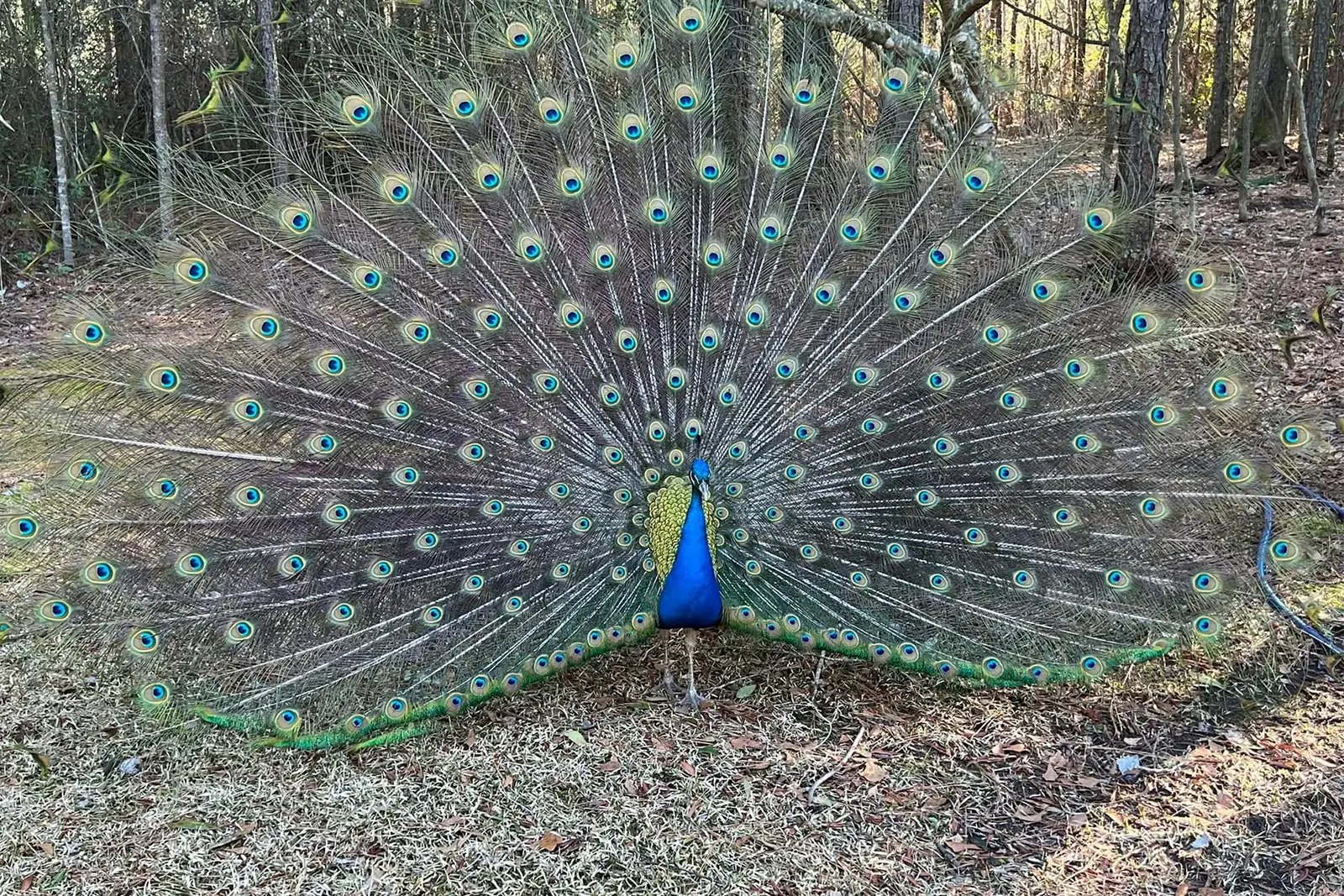 Blue peacock standing with full feather display at Peacock Acres in Richlands, NC