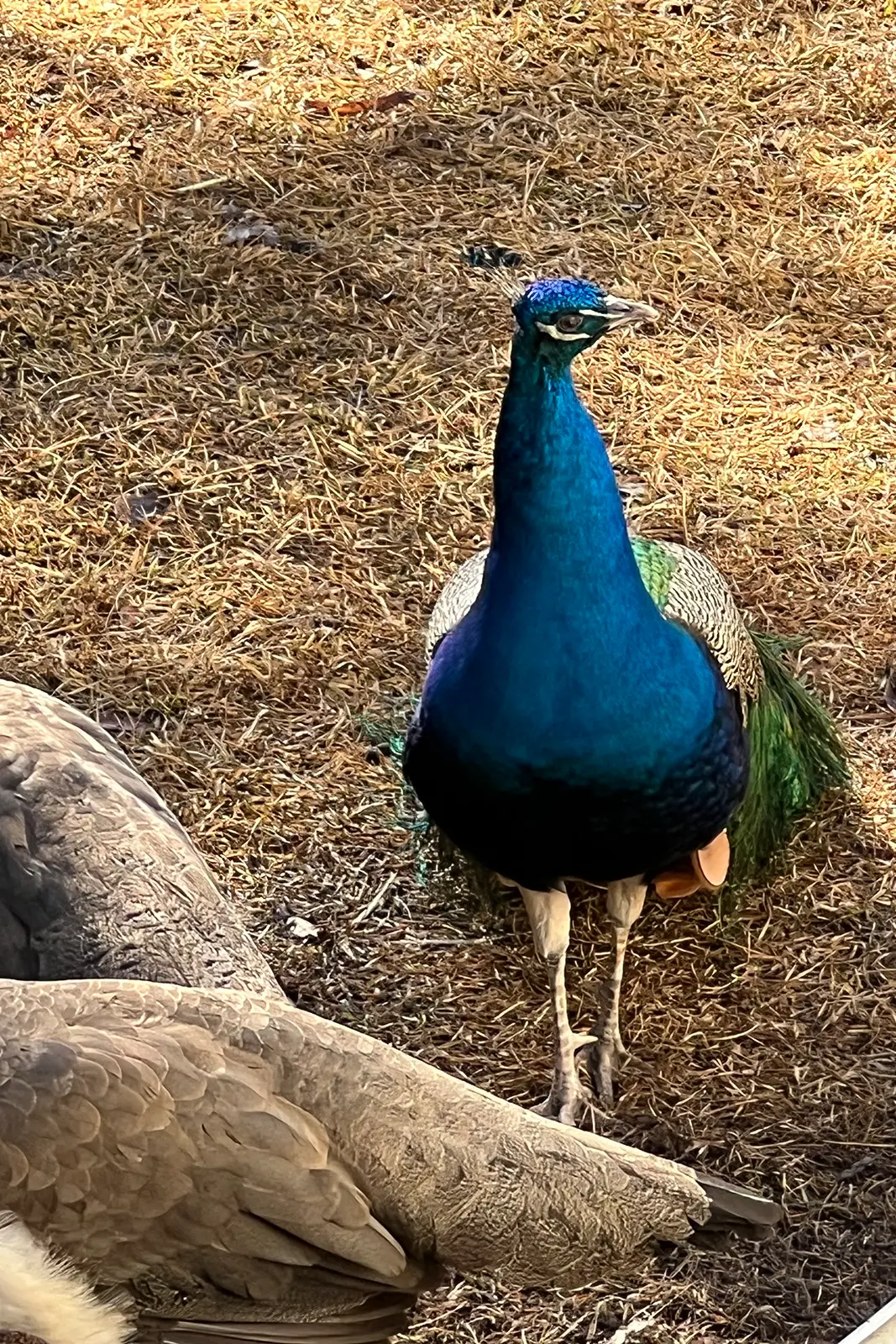 Blue peacock standing upright near other birds at Peacock Acres farm