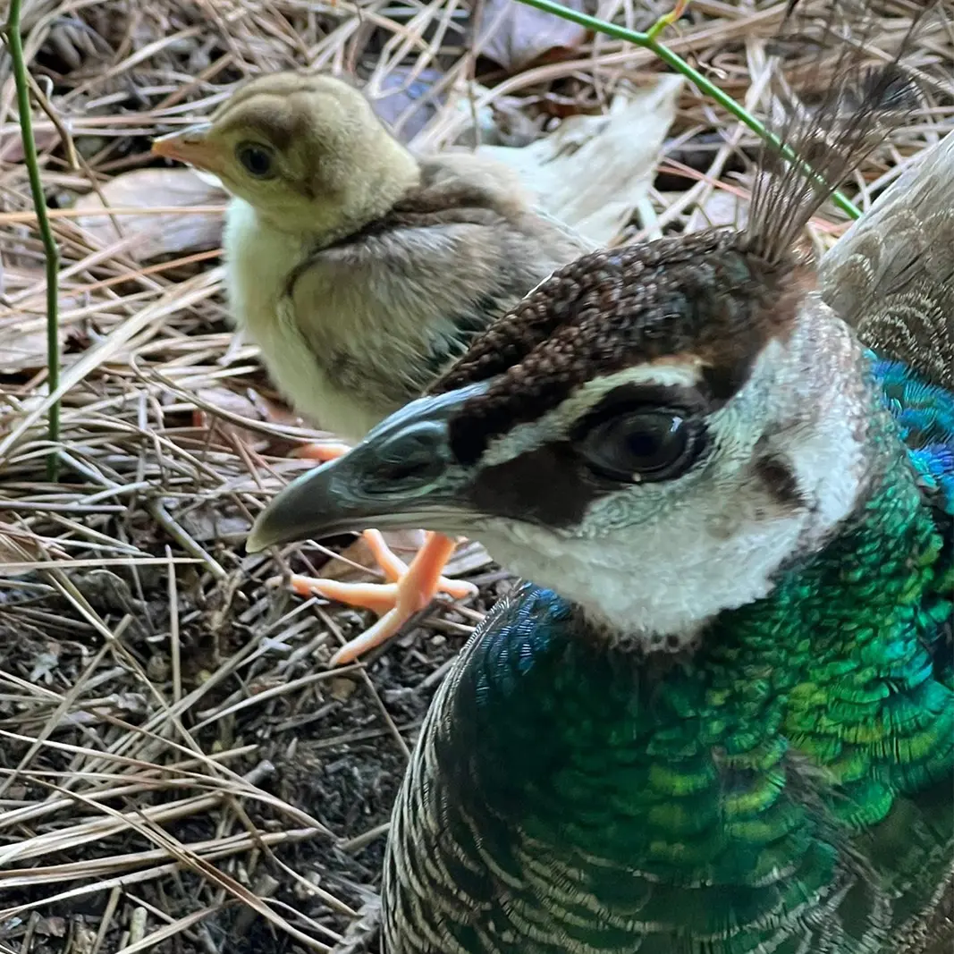 Peahen and peachick together on the ground at Peacock Acres in Richlands, NC