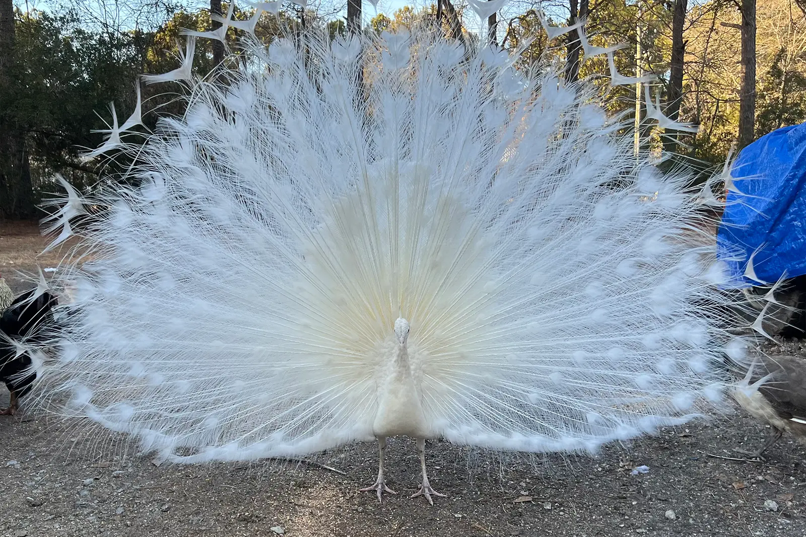 White peacock with full feather display at Peacock Acres farm