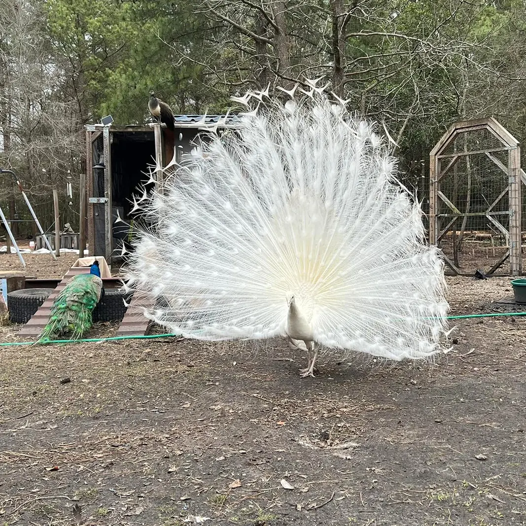White peacock displaying feathers with a blue peacock nearby at Peacock Acres