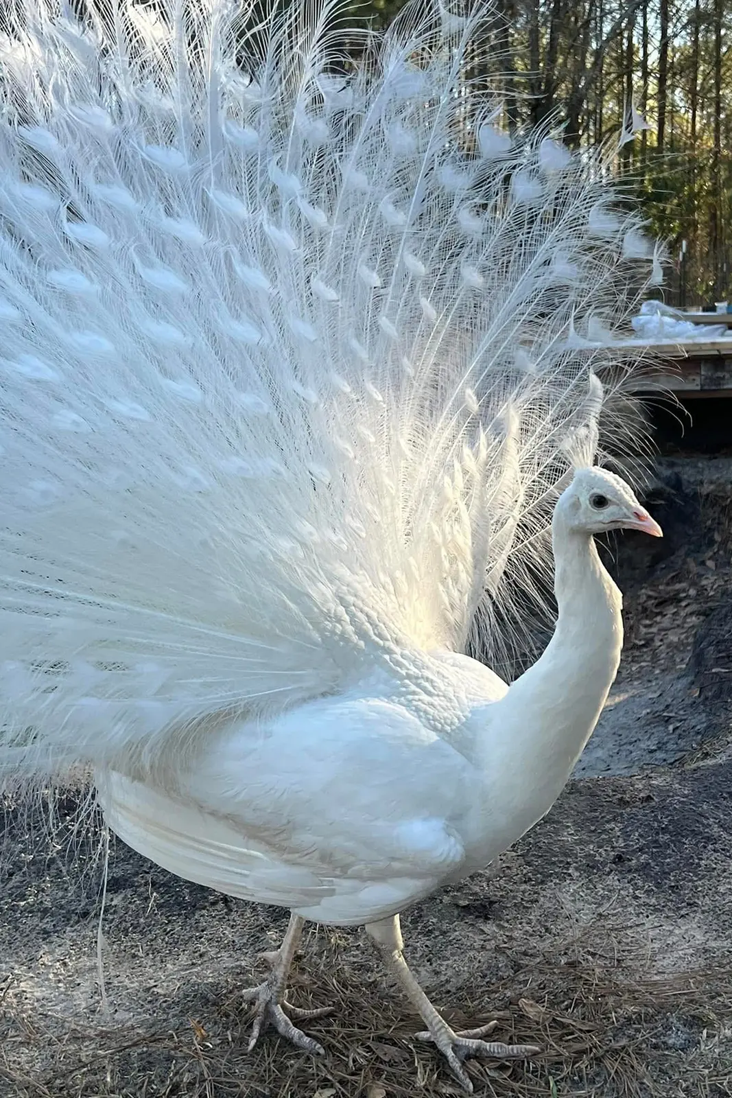 White peacock standing with raised tail feathers at Peacock Acres in Richlands, NC