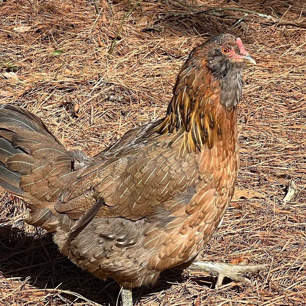 Brown hen in the yard at Peacock Acres farm near Richlands, NC