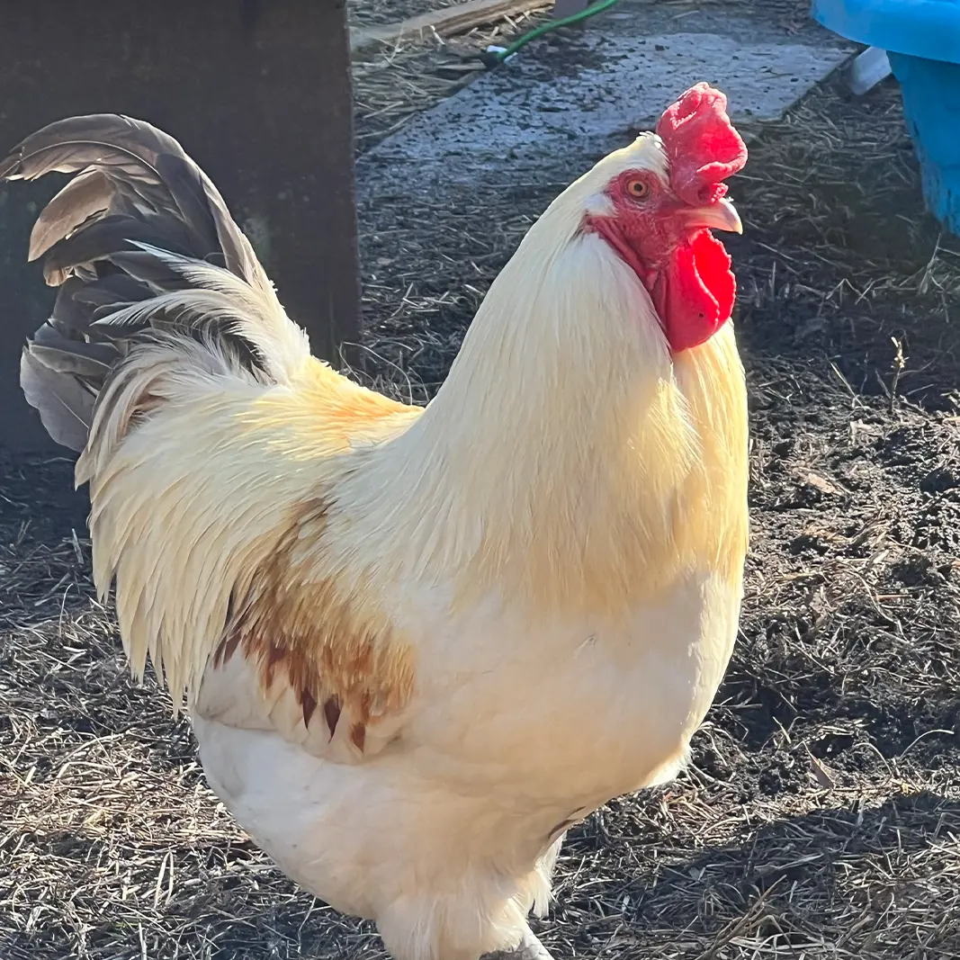 Hen and rooster in the yard at Peacock Acres farm near Richlands, NC