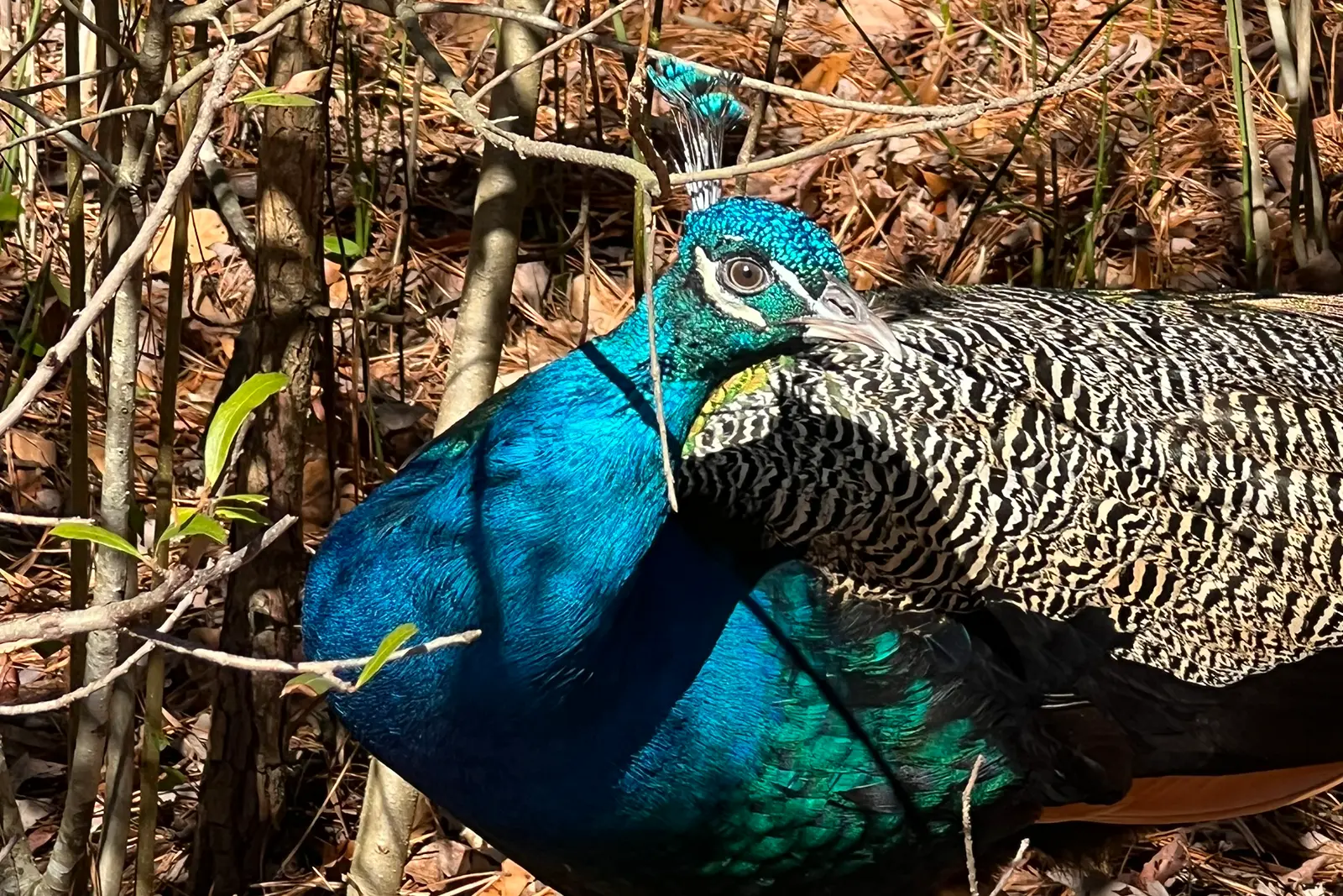 Blue peacock moving through the pines at Peacock Acres in Richlands, North Carolina