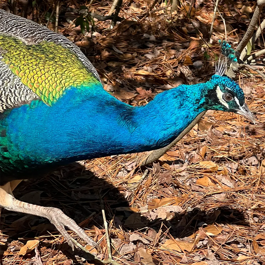 Blue and green peacock walking through pines at Peacock Acres in Richlands, NC