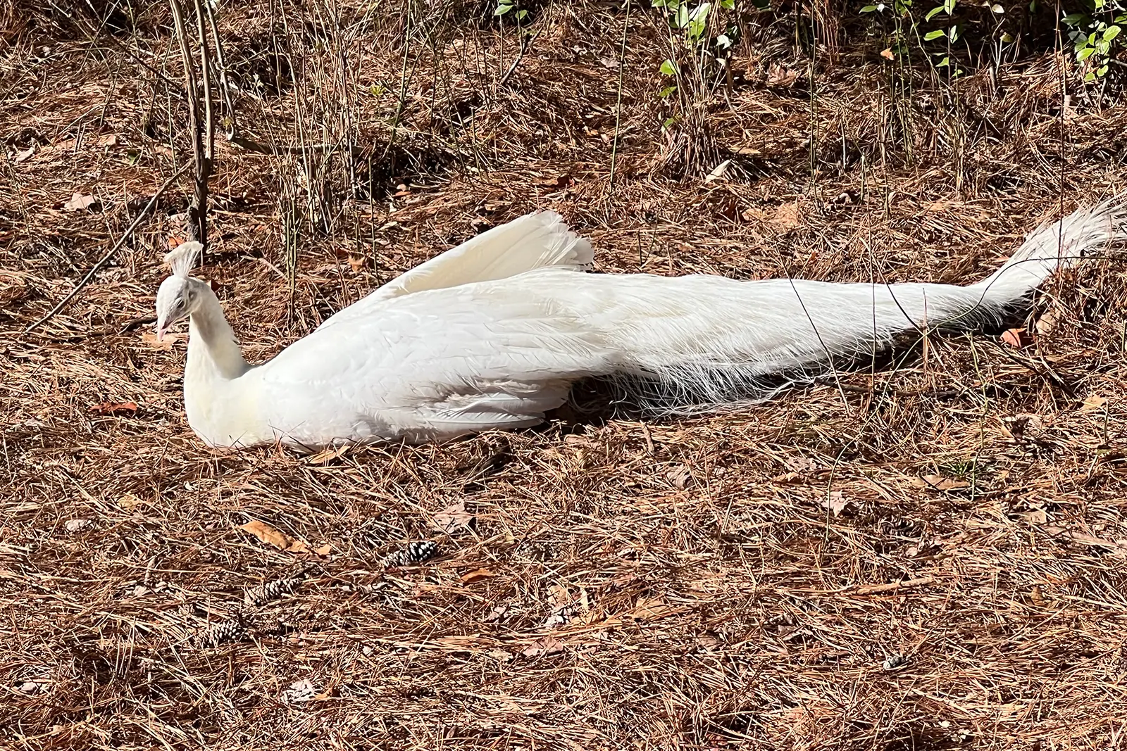 White peacock resting in the pines at Peacock Acres farm