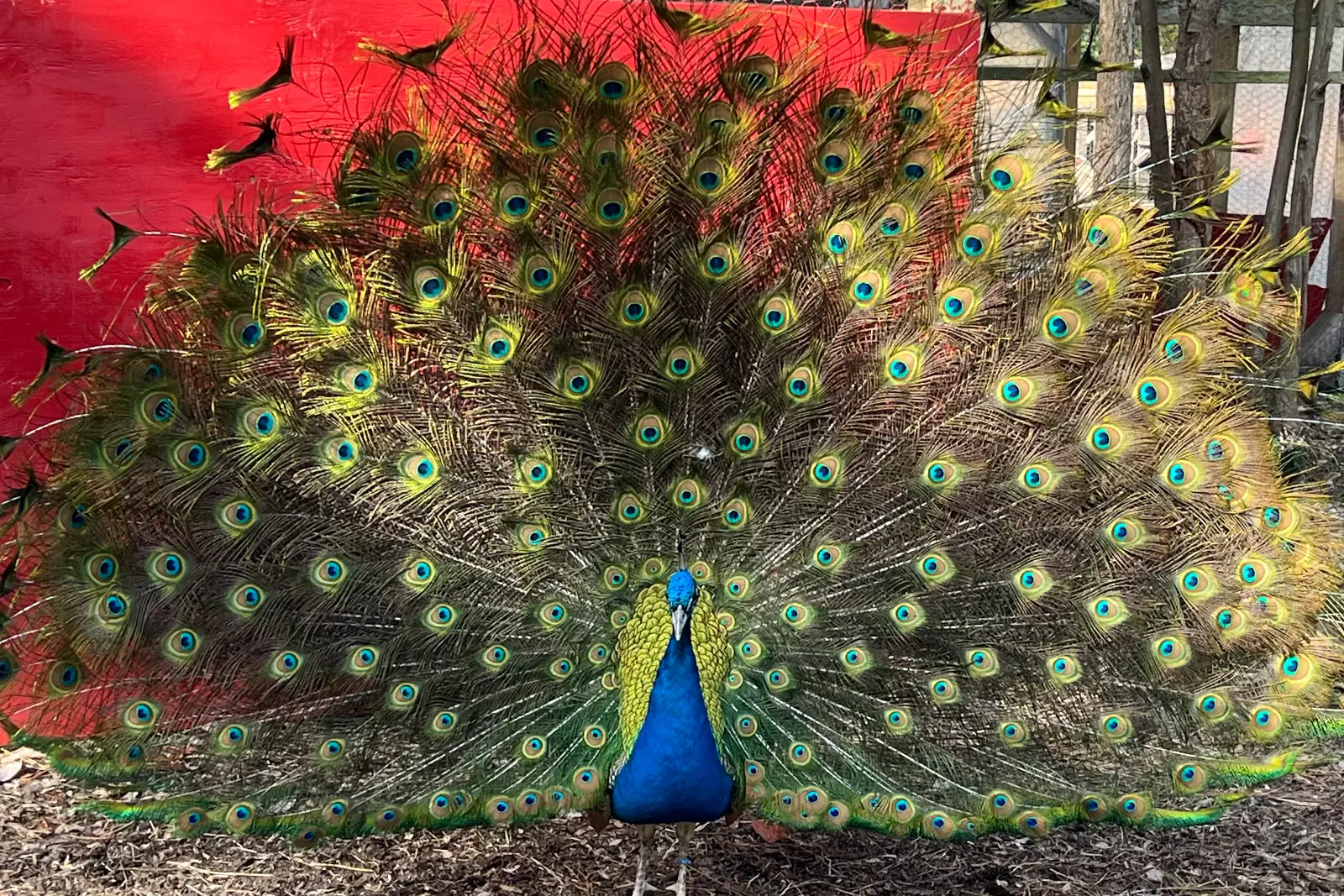 Peacock displaying bright blue and green feathers at Peacock Acres farm