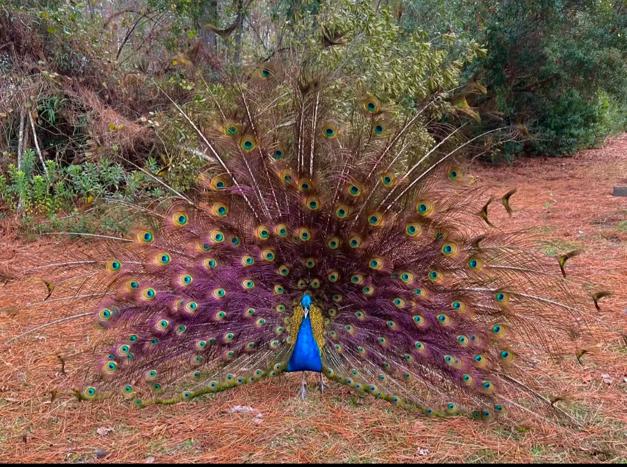 Full peacock feather display in the pines at Peacock Acres farm