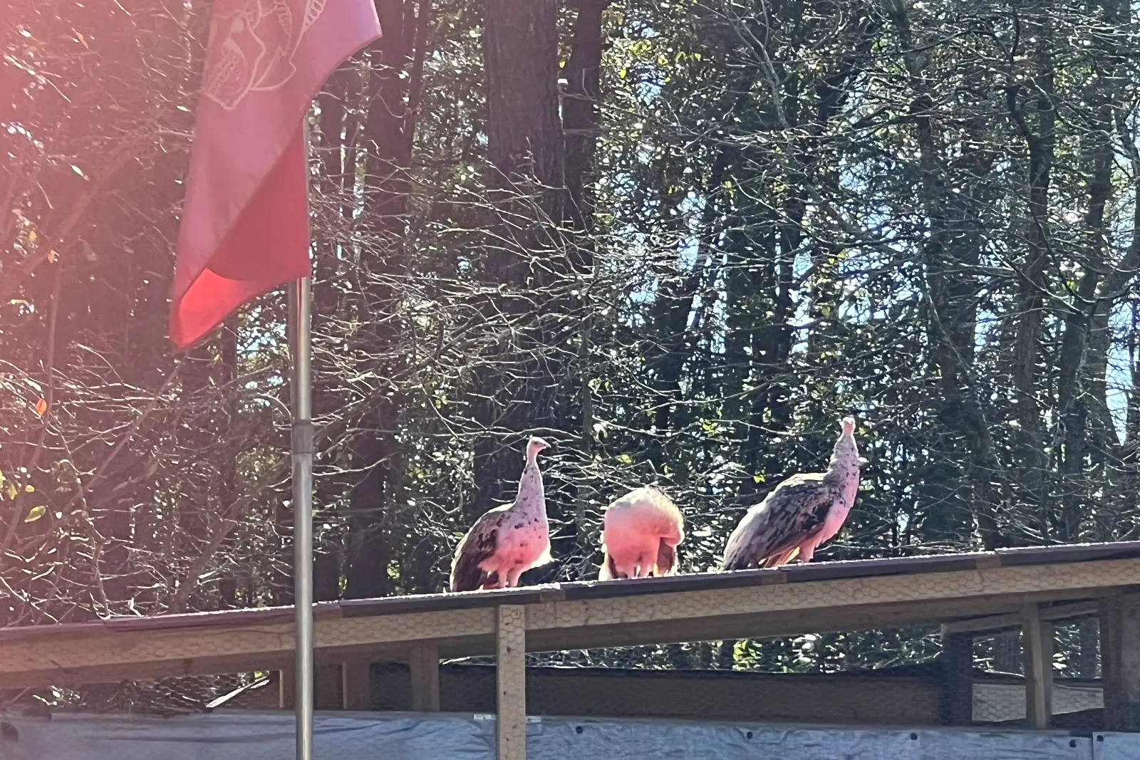 Group of peafowl standing on a roof beneath a Marine Corps flag near Richlands, NC
