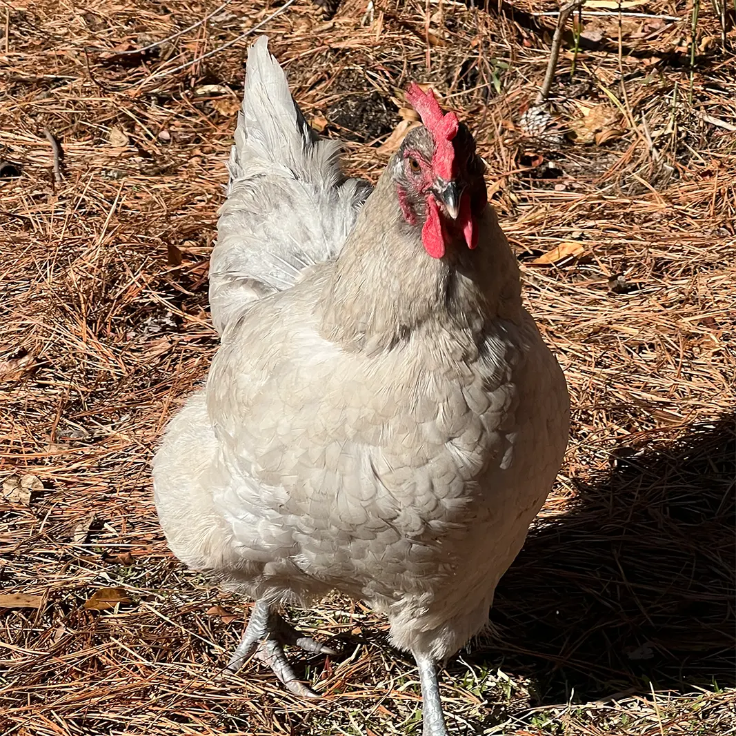 Light-colored hen in the pines at Peacock Acres farm near Richlands, NC